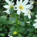 Dahlia x 'Etoile des Neiges' (2)
